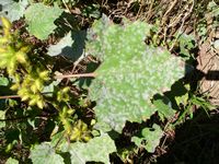 Xanthium strumarnium lf-t.JPG